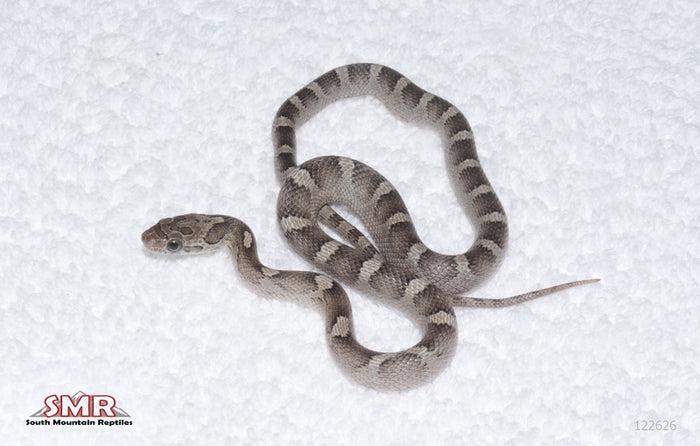 Granite male for sale by South Mountain Reptiles
