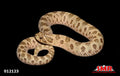 Green Anaconda Western Hognose 10" Male for sale by South Mountain Reptiles