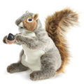 Grey Squirrel