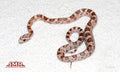 Heliconia 13" male for sale by South Mountain Reptiles