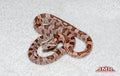 Heliconia 14" male for sale by South Mountain Reptiles