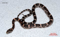 Heliconia 16" male for sale by South Mountain Reptiles