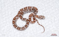 Heliconia male for sale by South Mountain Reptiles