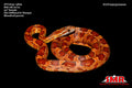 Het Corn Snake 23" Female for sale by South Mountain Reptiles
