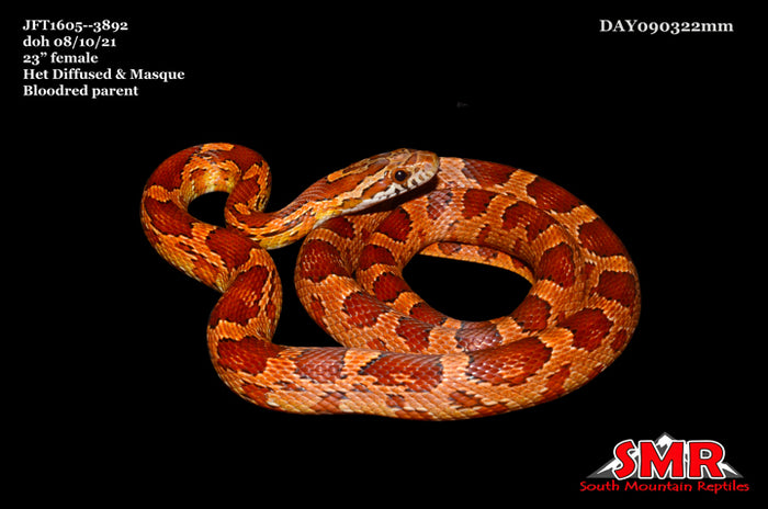 Het Corn Snake 23" Female for sale by South Mountain Reptiles