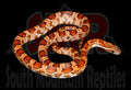 Het Palmetto 18" Male for sale by South Mountain Reptiles