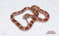 Het Red Factor Amel female for sale by South Mountain Reptiles