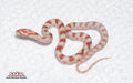 High-white Reverse Okeetee female for sale by South Mountain Reptiles