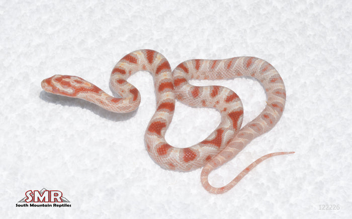 High-white Reverse Okeetee female for sale by South Mountain Reptiles