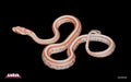High-white Tessera Amel (egg nog) 16" Male for sale by South Mountain Reptiles