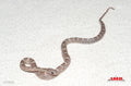 Lava Kastanie 13" female for sale by South Mountain Reptiles
