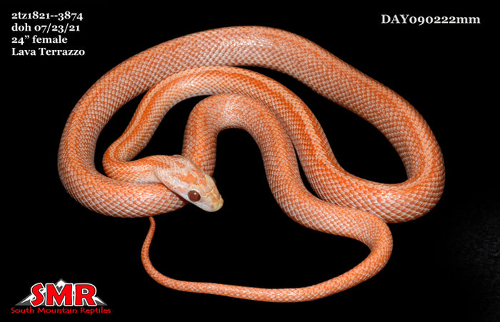 Lava Terrazzo 24" Female for sale by South Mountain Reptiles