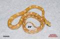 Lemon 20" Female for sale by South Mountain Reptiles