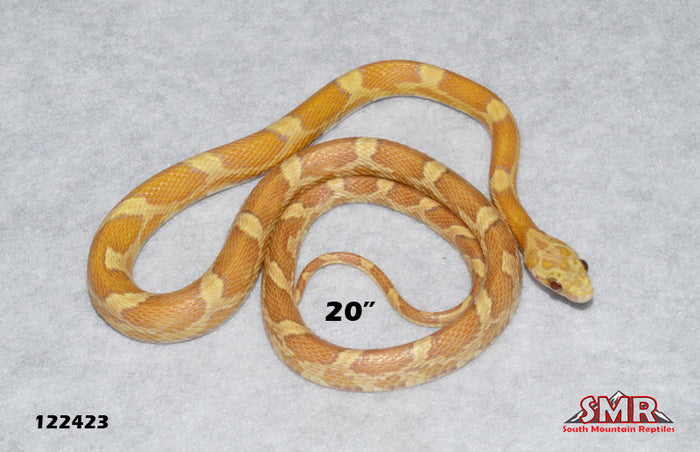 Lemon 20" Female for sale by South Mountain Reptiles