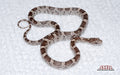 Masque Anery female for sale by South Mountain Reptiles
