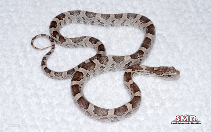 Masque Anery female for sale by South Mountain Reptiles