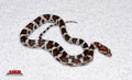 Miami Okeetee 12" female for sale by South Mountain Reptiles
