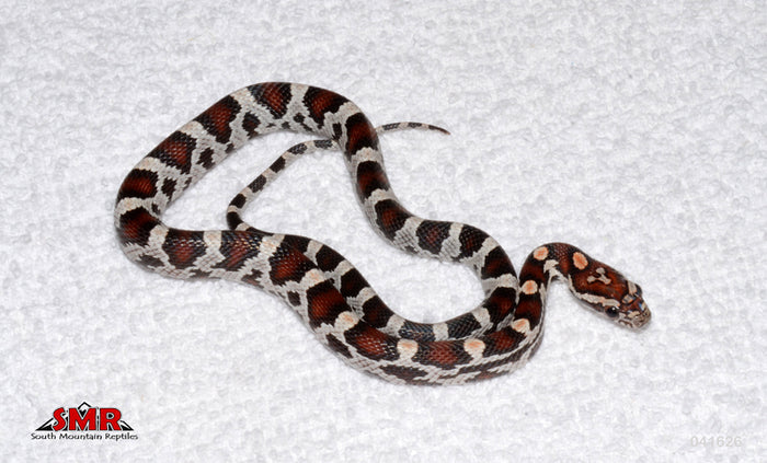 Miami Okeetee 12" female for sale by South Mountain Reptiles