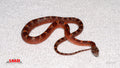 No-white Pied-sided Bloodred 13" female for sale by South Mountain Reptiles