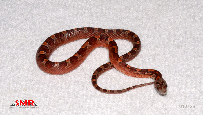 No-white Pied-sided Bloodred 13" female for sale by South Mountain Reptiles
