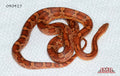 POS-HET Cornsnake 35" Female for sale by South Mountain Reptiles