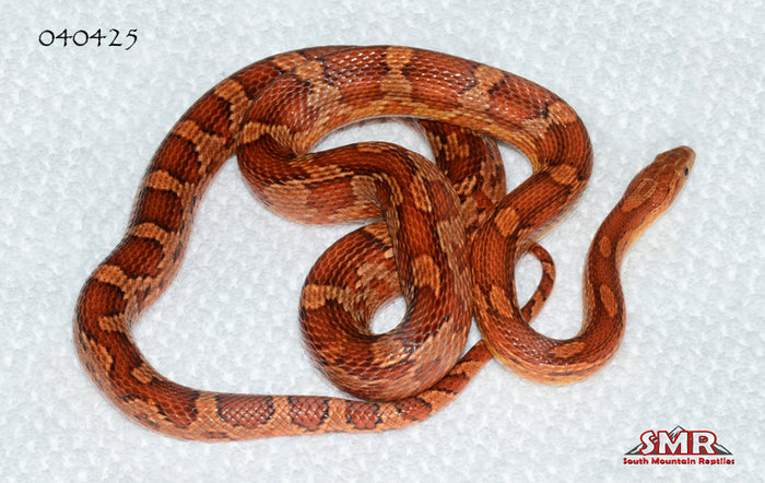 POS-HET Cornsnake 35" Female for sale by South Mountain Reptiles