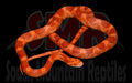Red Factor Amel 24" Male for sale by South Mountain Reptiles