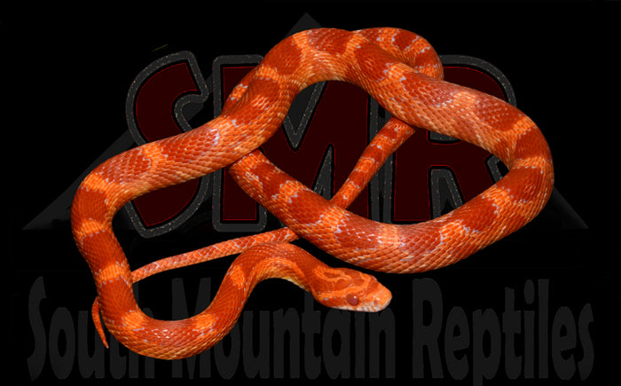 Red Factor Amel 24" Male for sale by South Mountain Reptiles