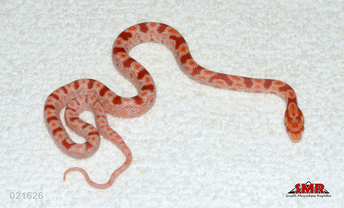 Reverse Okeetee 13" Female for sale by South Mountain Reptiles
