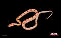 Reverse Okeetee 13" Male for sale by South Mountain Reptiles