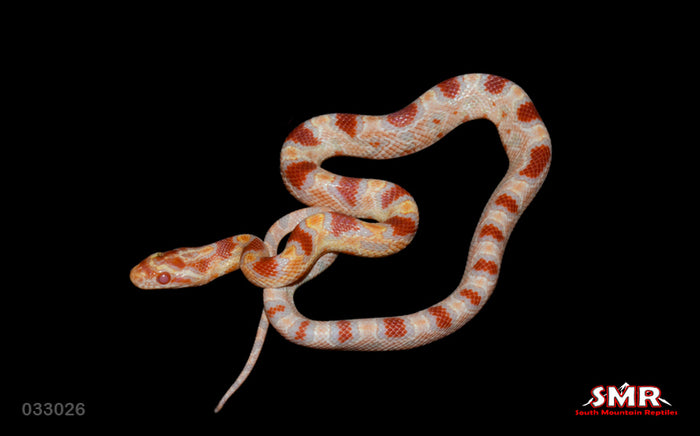 Reverse Okeetee 14" Male for sale by South Mountain Reptiles