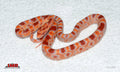 Reverse Okeetee 17" Male for sale by South Mountain Reptiles