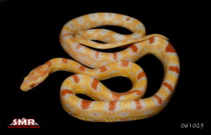 Reverse Okeetee 26" Female for sale by South Mountain Reptiles