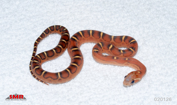 Scaleless 14" Male for sale by South Mountain Reptiles