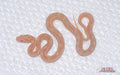 Scaleless Butter male