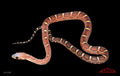 Scaleless, het Anery 15" Female for sale by South Mountain Reptiles
