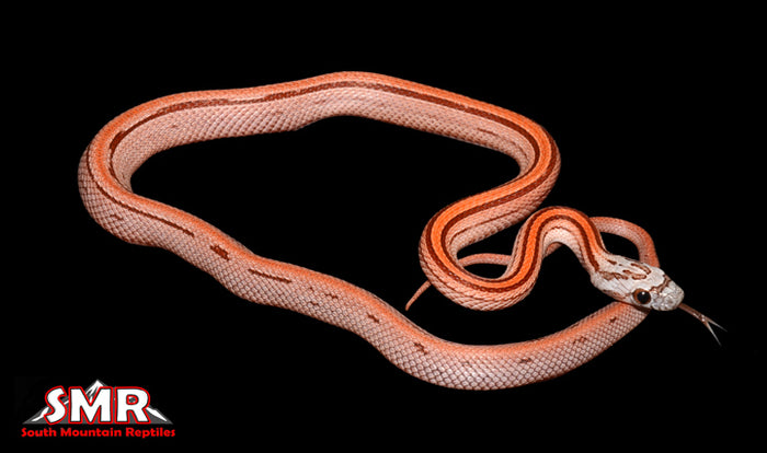 Striped 14" male cornsnake for sale by South Mountain Reptiles