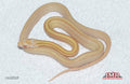 Striped Butter 15" Female for sale by South Mountain Reptiles