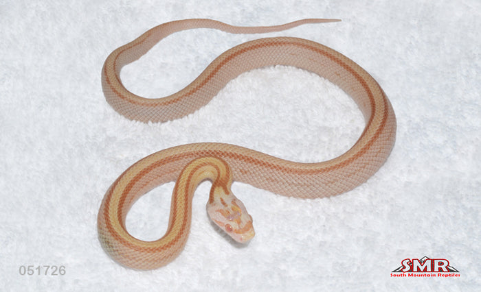 Striped Butter, het Scaleless 15" Female for sale by South Mountain Reptiles