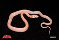 Striped Coral Ghost Corn Snake 14" Male for sale by South Mountain Reptiles