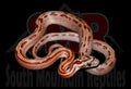 Striped Corn 12" Male for sale by South Mountain Reptiles