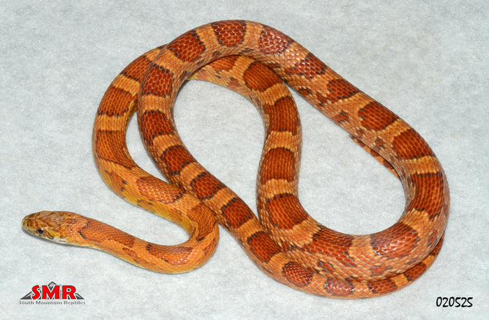 Sunkissed 34" Female for sale by South Mountain Reptiles