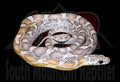 Sunkissed Anery 22" Male for sale by South Mountain Reptiles