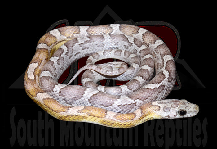 Sunkissed Anery 22" Male for sale by South Mountain Reptiles