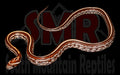 Tessera 14" Female for sale by South Mountain Reptiles
