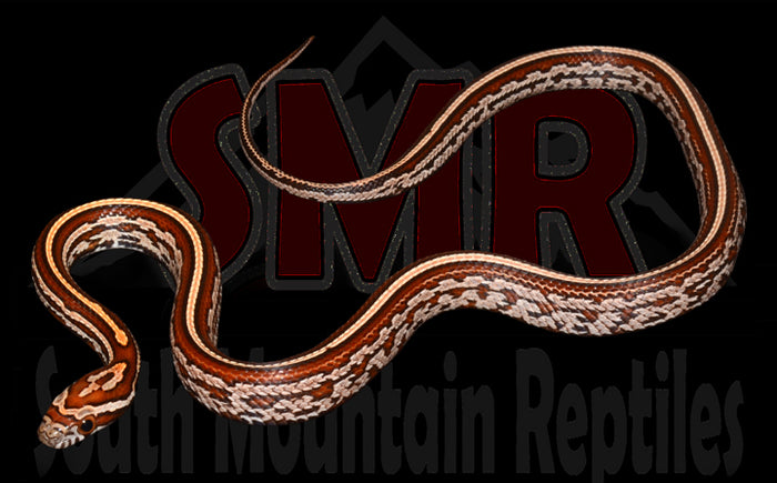 Tessera 14" Female for sale by South Mountain Reptiles