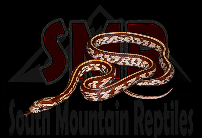 Tessera 15" Female for sale by South Mountain Reptiles