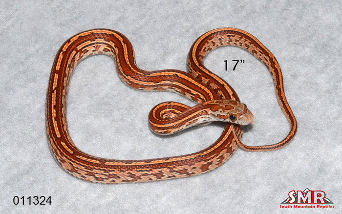 Tessera 17" Female for sale by South Mountain Reptiles
