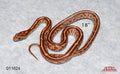 Tessera 17" Female for sale by South Mountain Reptiles
