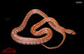 Tessera 24" Female for sale by South Mountain Reptiles
